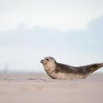Strandbude Pensión